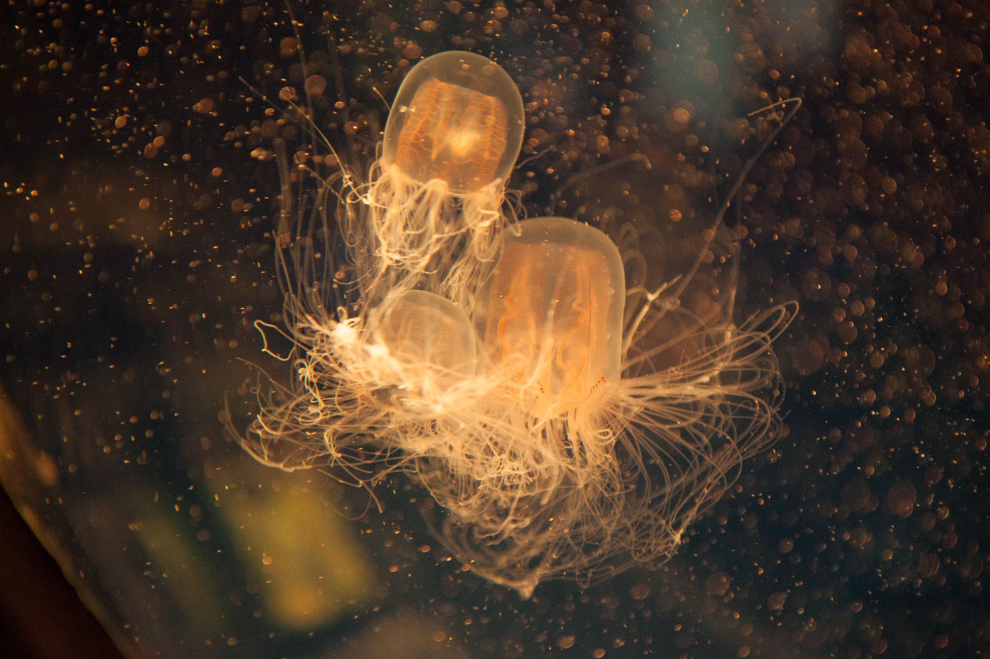 Osaka Aquarium Kaiyukan (海遊館)