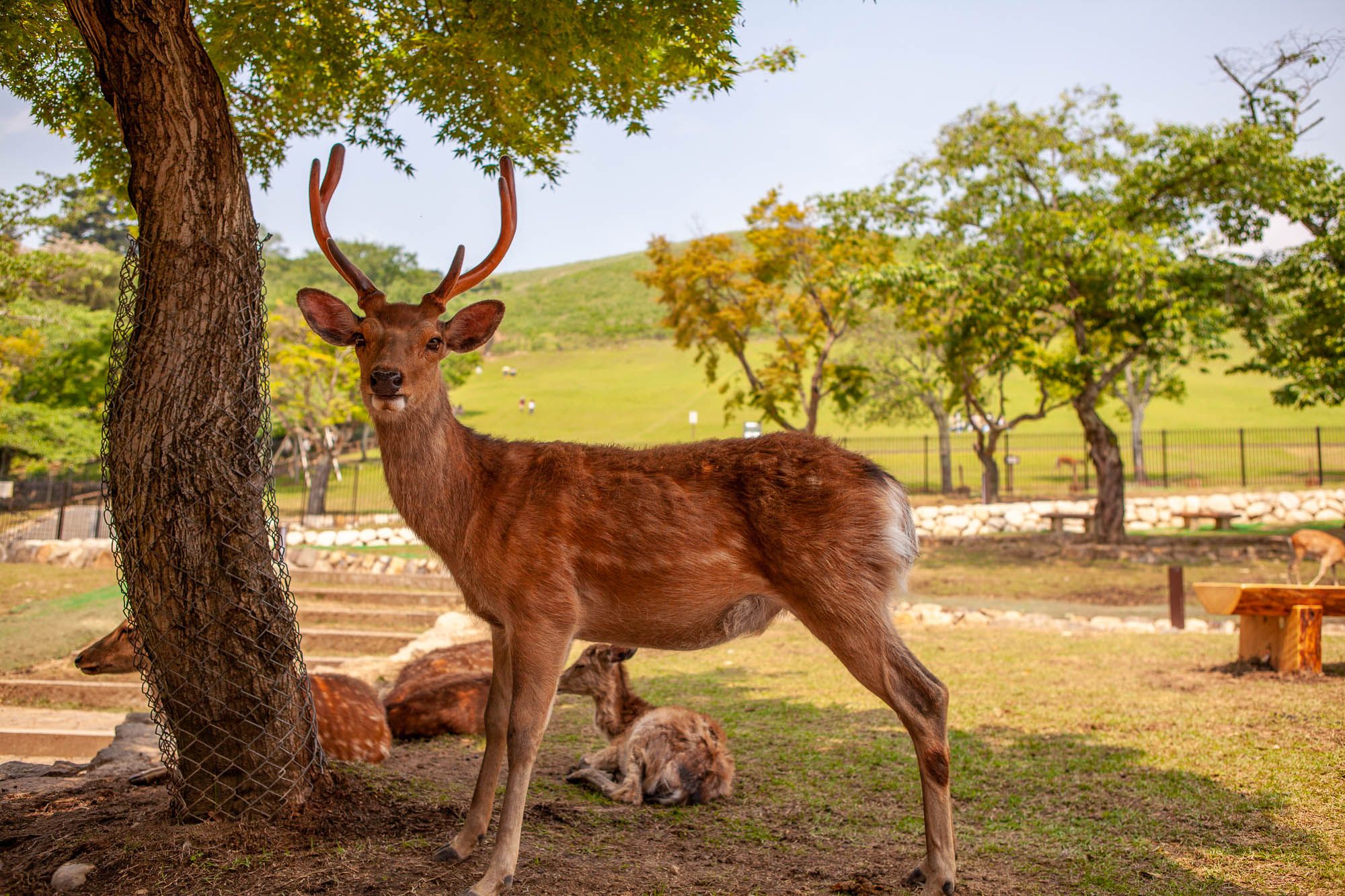 Deers of Nara (奈良) 2