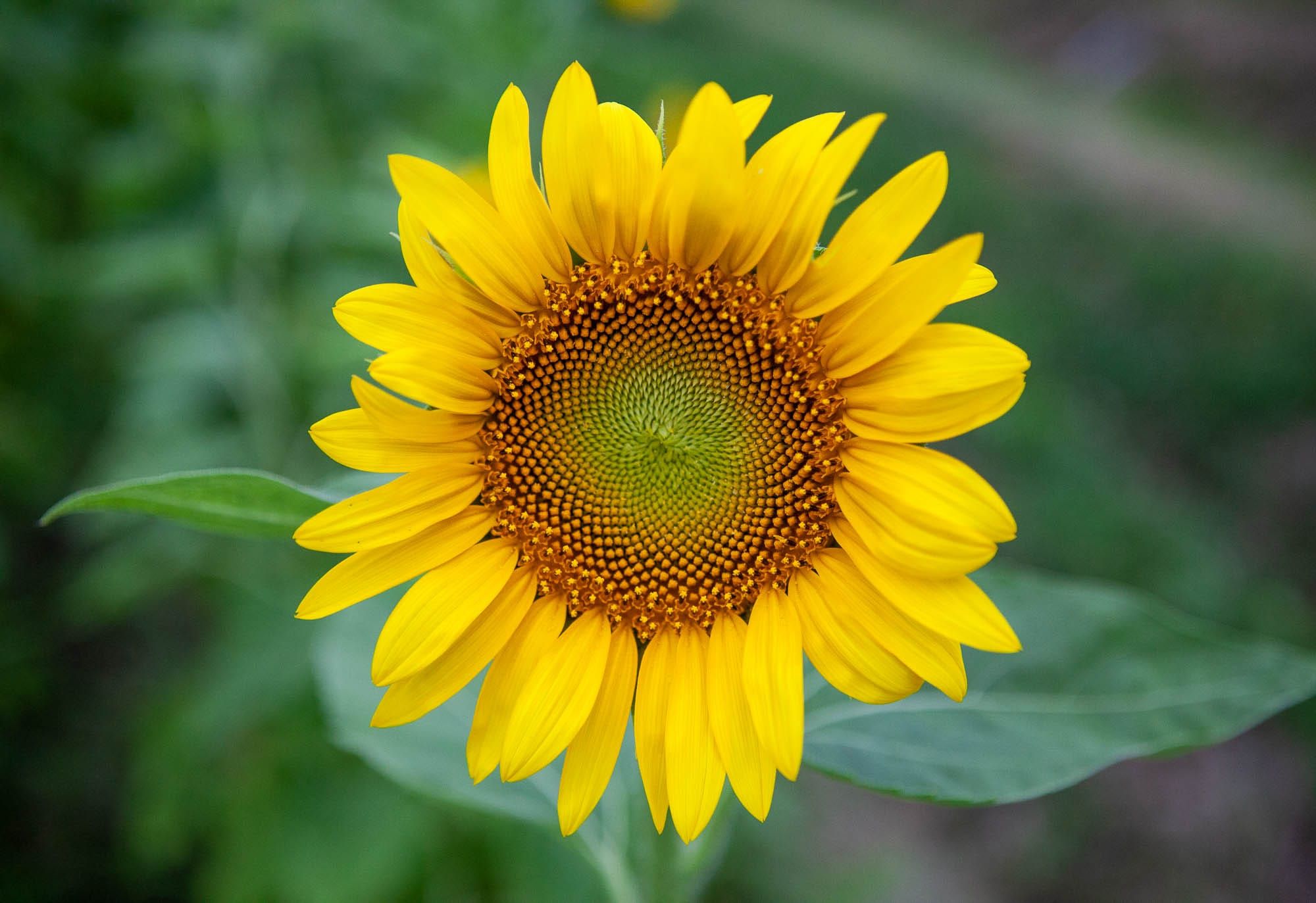 Sayo (佐用町) Sunflower Farm