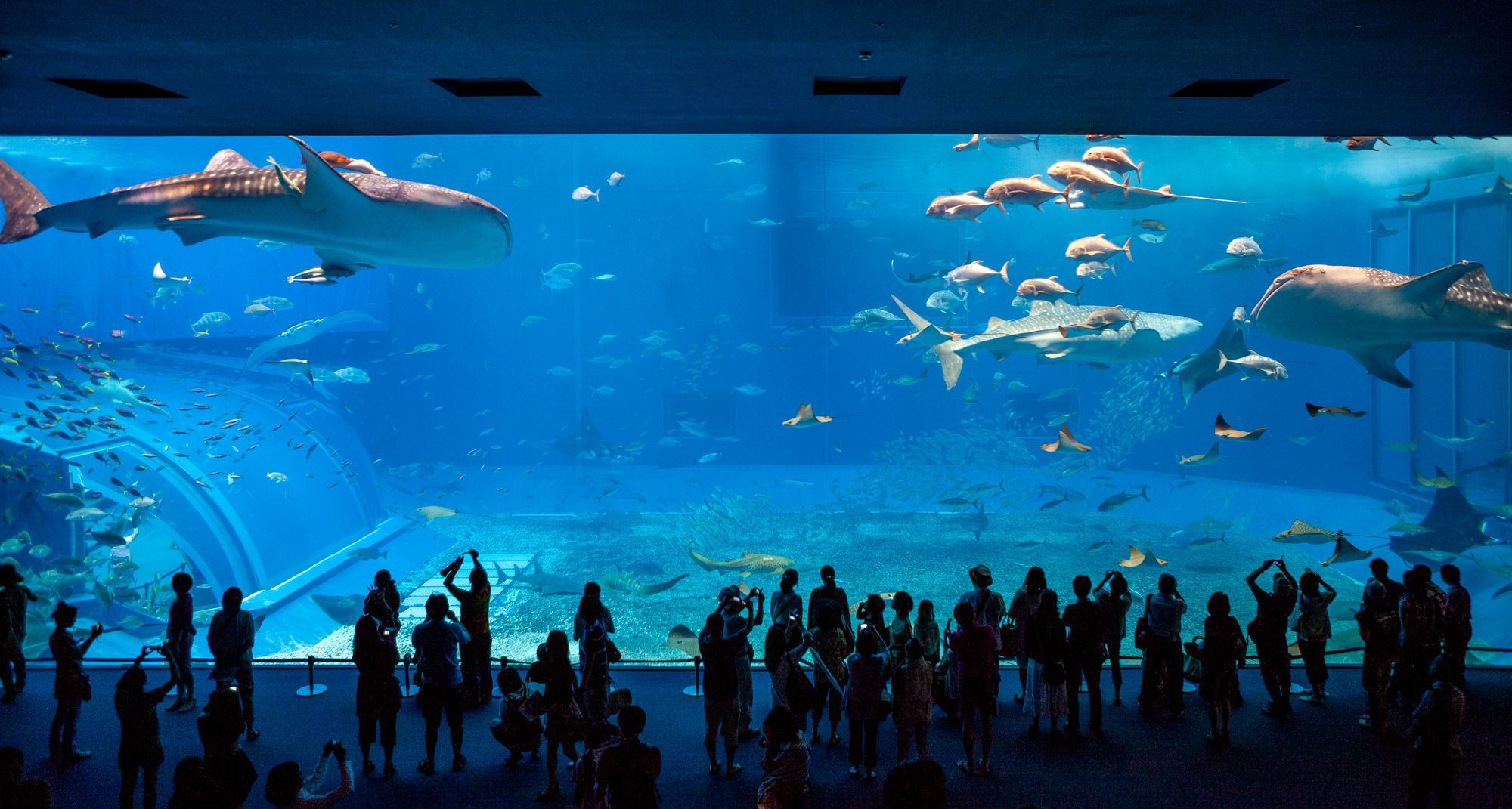 Okinawa Churaumi Aquarium (沖縄美ら海水族館)