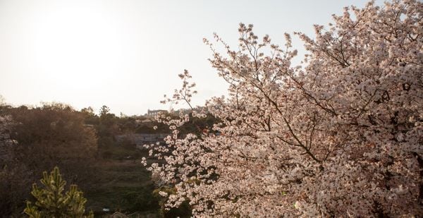 Ako City Sakura (赤穂市さくら)