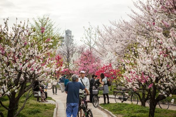 Osaka City Sakura (大阪市さくら)