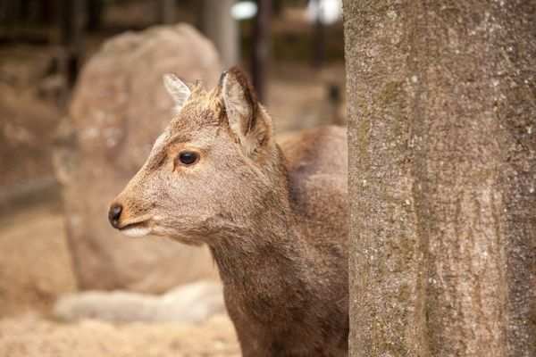 Deers of Nara (奈良)
