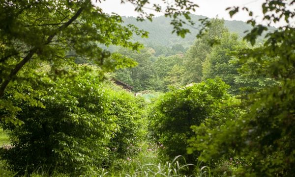 Shiga Ken (滋賀県) Farm Life